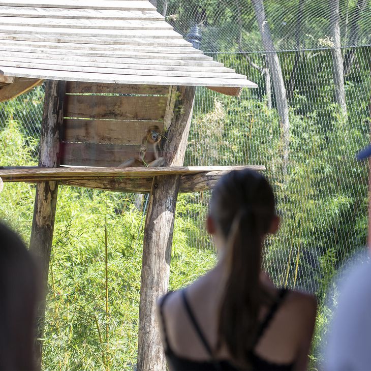 Visiteurs devant les singes dorés - Week-end en famille au ZooParc de Beauval
